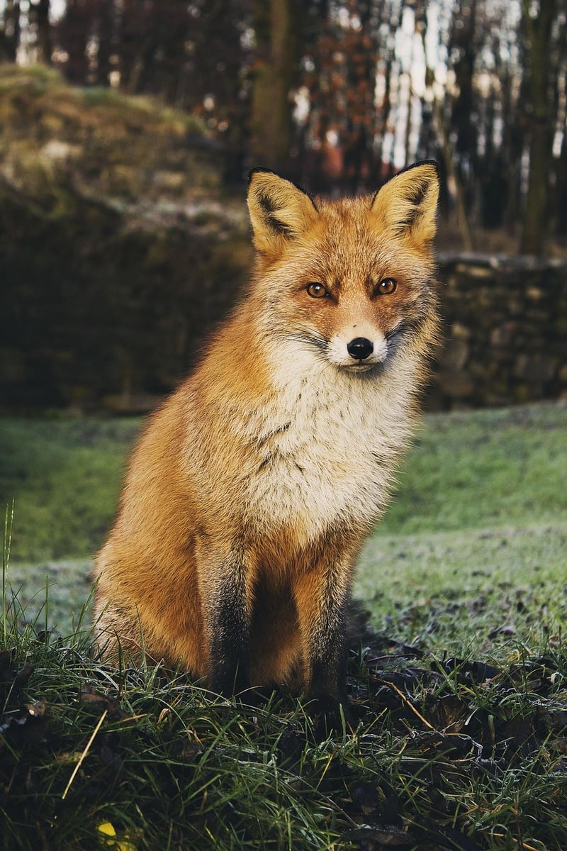 Red Fox in the forest